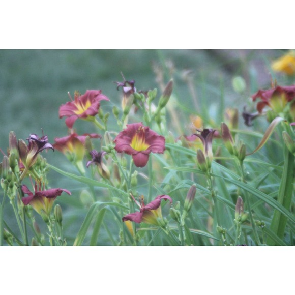 Vivitar 75-205 MM F1:3.8-4.8 Lens Canon Fd mount - Picture 4 of 9